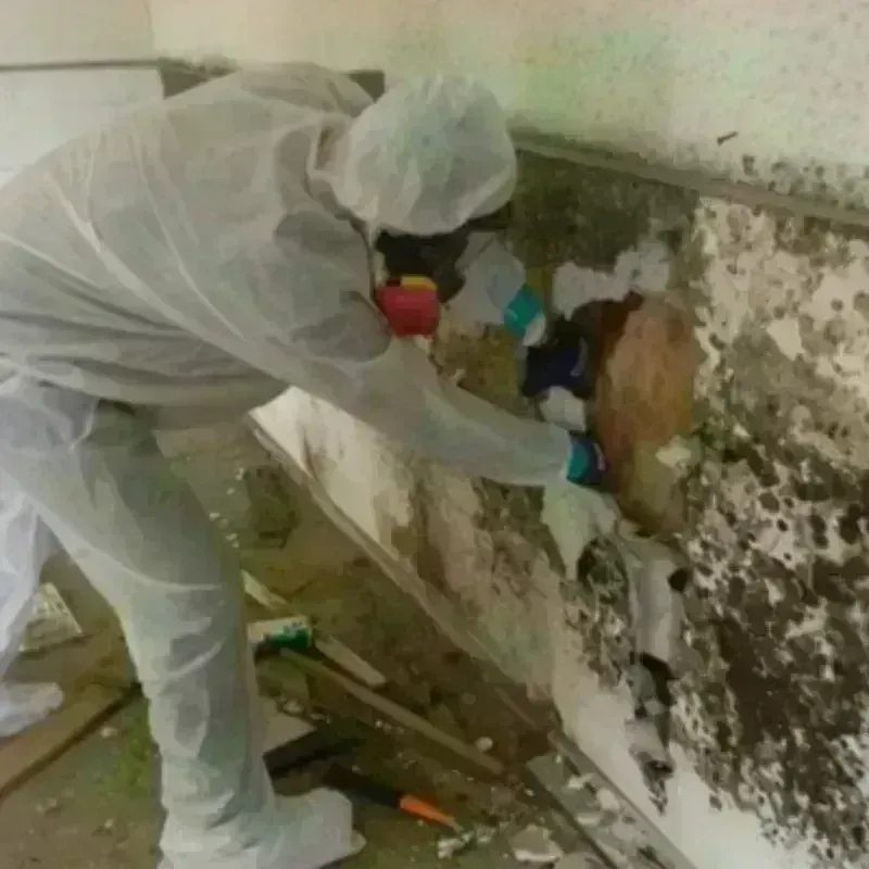 Mold Remediation and Removal in Dukes County, MA